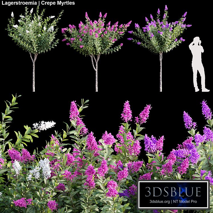 Lagerstroemia | Crepe Myrtles 01