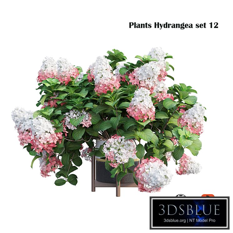 Plants Hydrangea set 12