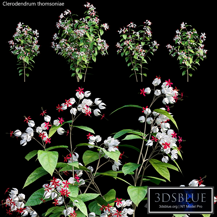 Clerodendrum 01