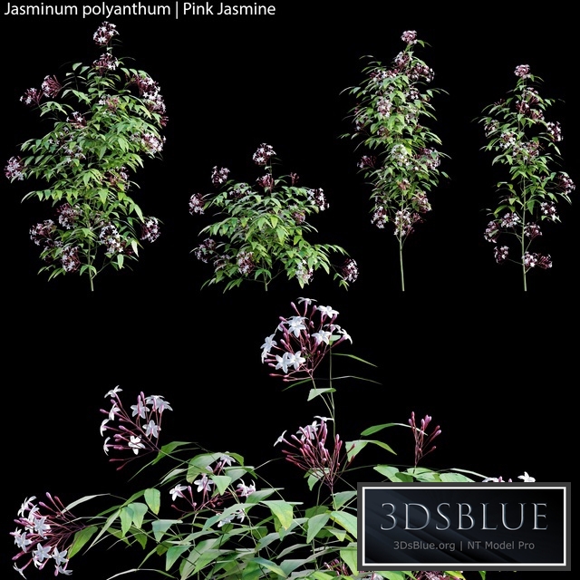 Jasminum polyanthum | Pink Jasmine 01