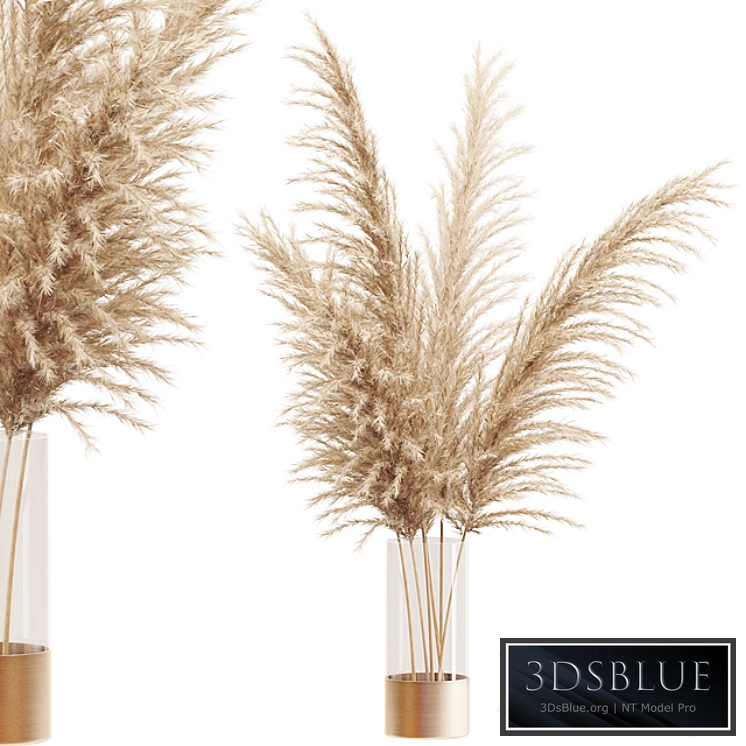 Dried flower pampas grass in glass gold vase
