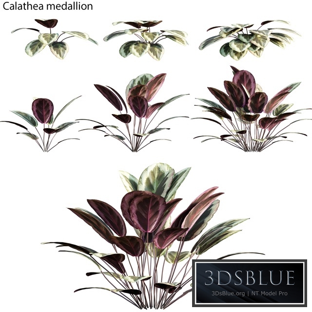 Calathea medallion 01