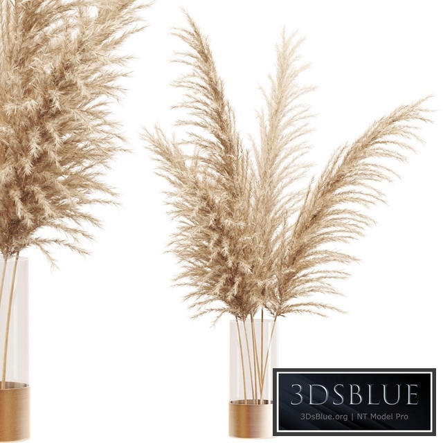 Dried flower pampas grass in glass gold vase