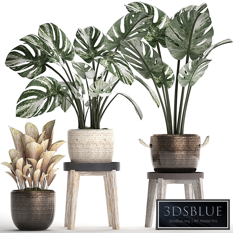 Collection of plants 450. Monstera variegated, basket, rattan, stand, indoor plants