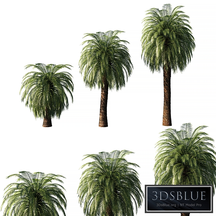 Macrozamia Moorei palm tree