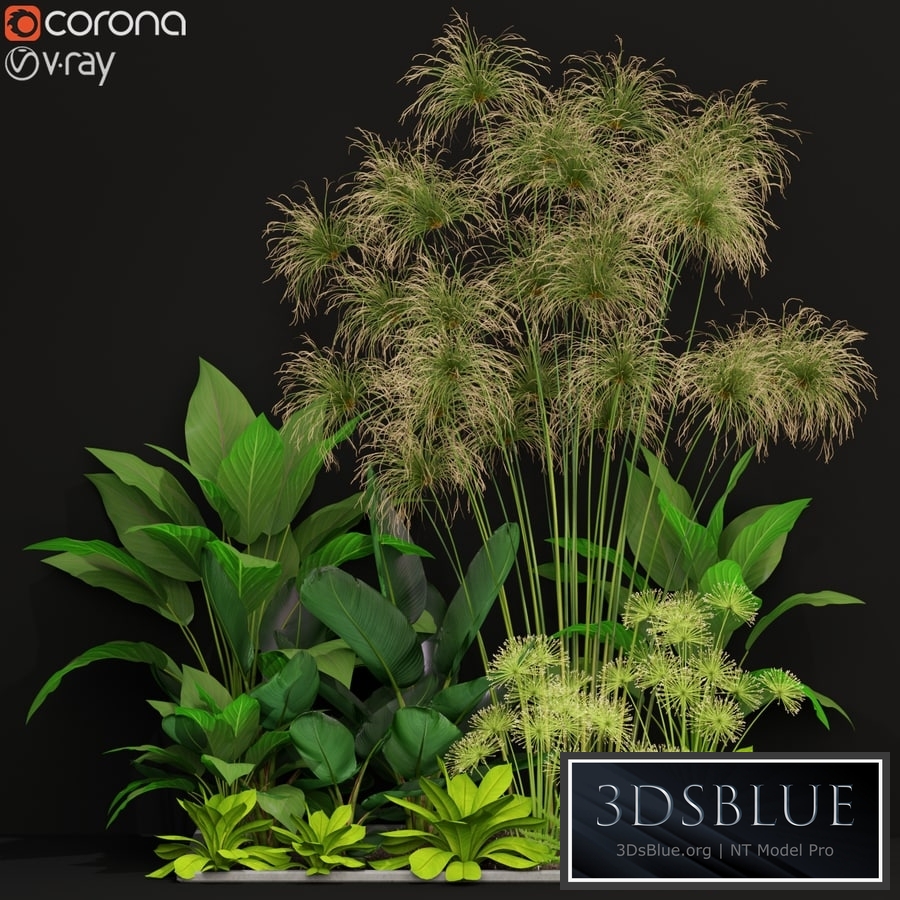 Plants collection 241