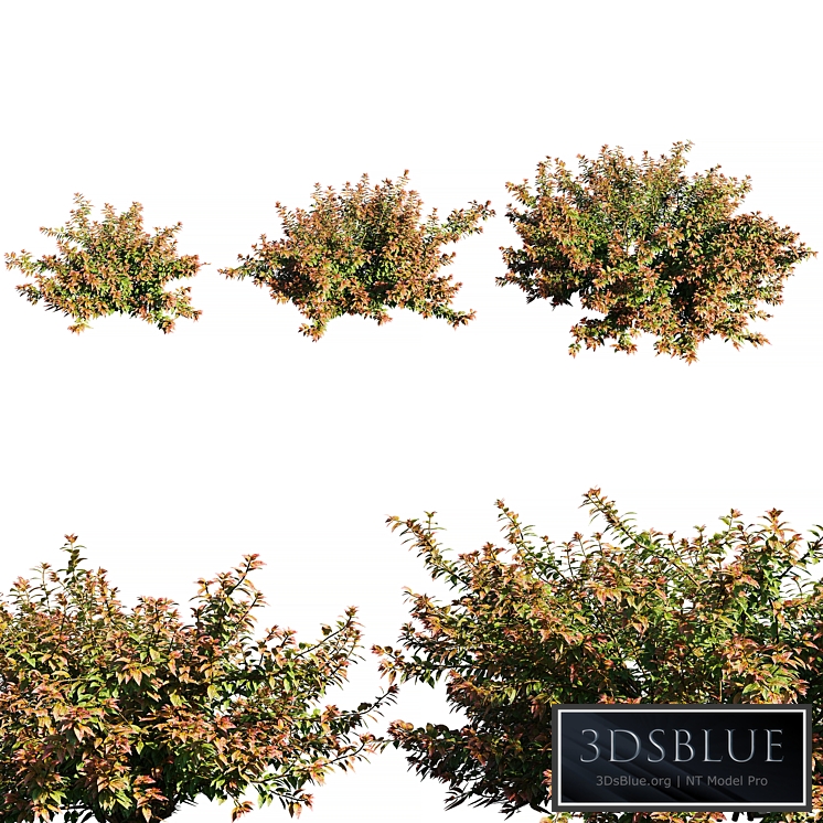 Abelia x grandiflora RED