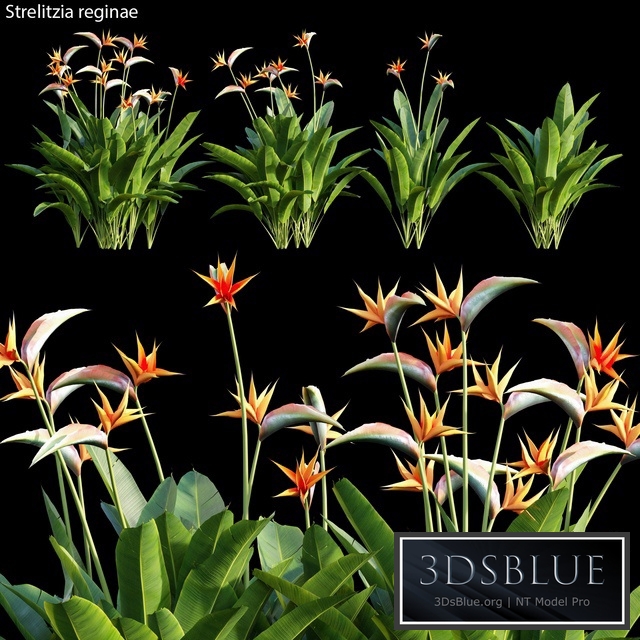 Strelitzia reginae 01