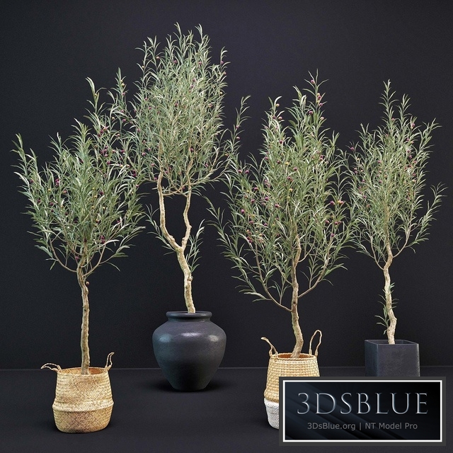 Olive Tree