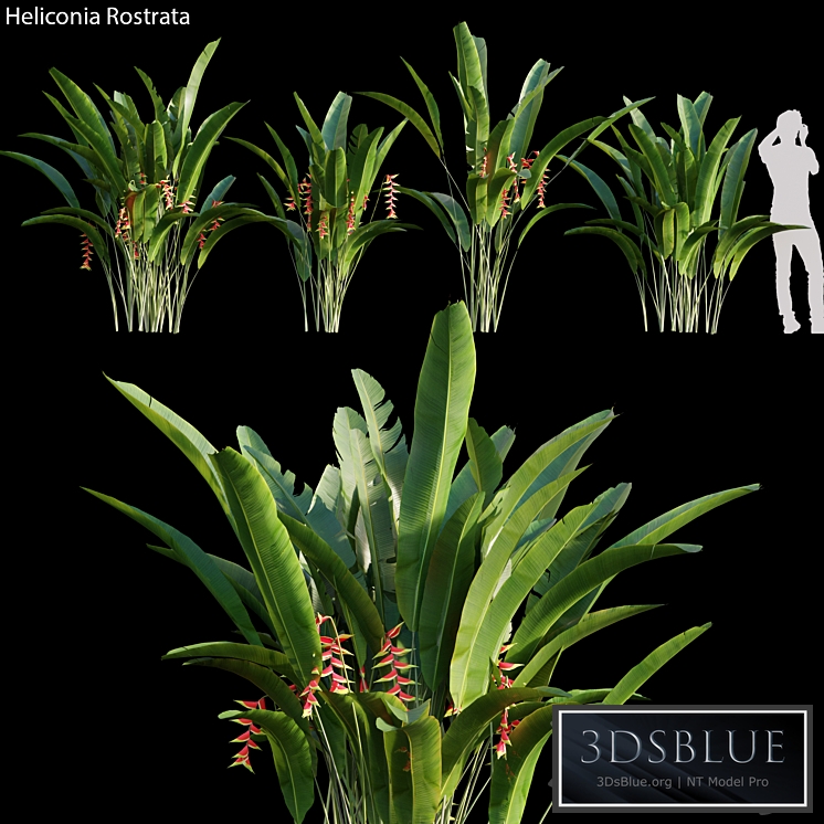 Heliconia Rostrata 01