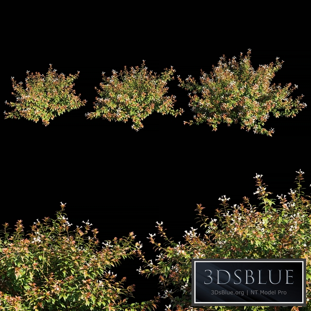 Abelia x grandiflora with flower