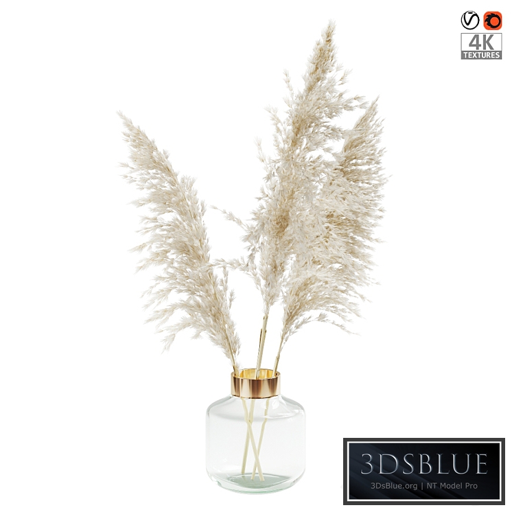 Пампасная трава (Pampas grass)