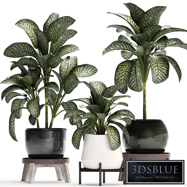 Plant Collection 452. Dieffenbachia, pot, flowerpot, round, stand, indoor plants, luxury pot, office plants