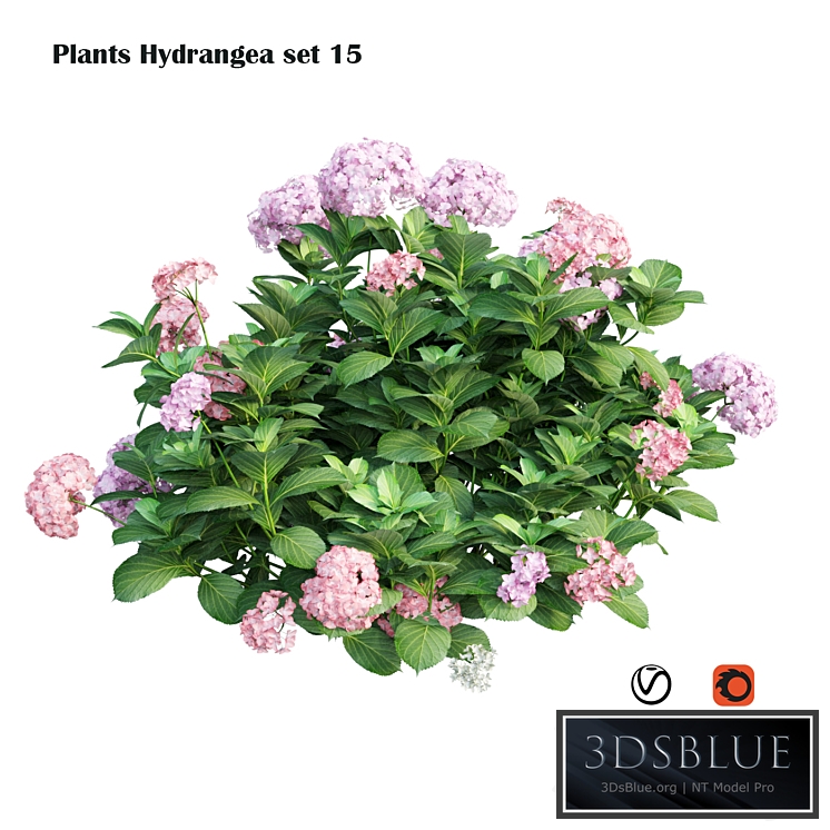 Plants Hydrangea set 15