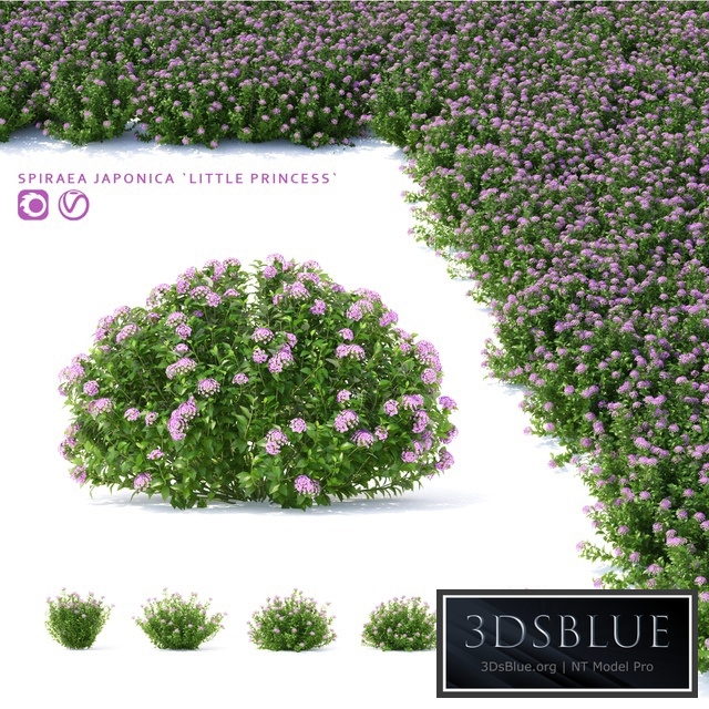 Spiraea japanese bushes | Spiraea japonica Little Princess