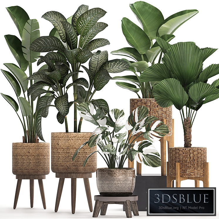 Plant Collection 454. Basket, rattan, likuala, monstera, dieffenbachia, banana, indoor plants, eco design, natural decor, natural materials, strelitzia