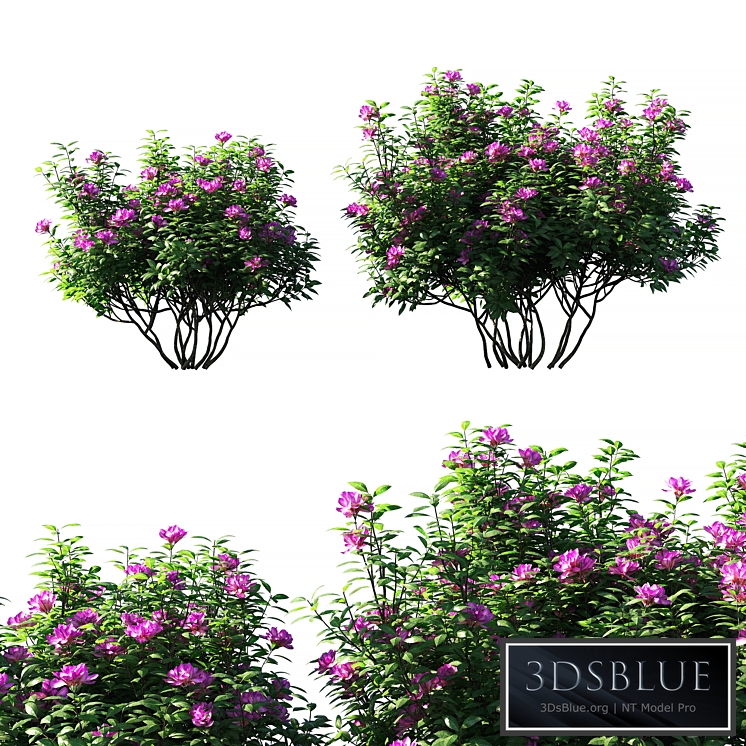 Rhododendron ponticum pink flower