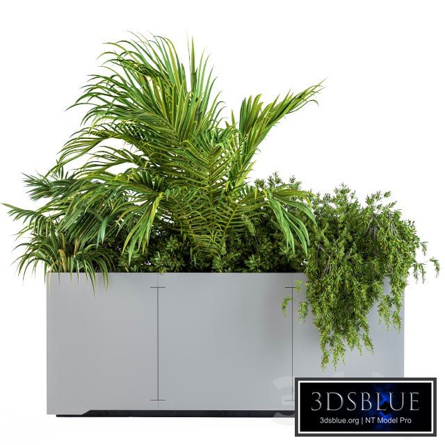 Gray Plants Box with Tropical plant