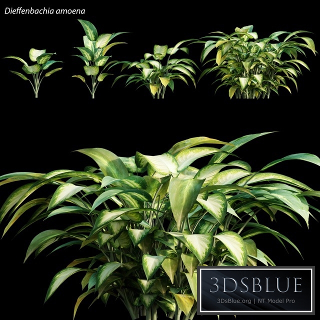 Dieffenbachia amoena