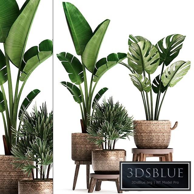 Plant Collection 457. Banana, strelitzia, rapis, monstera, indoor plants, basket, rattan, stand, Raphis Palm