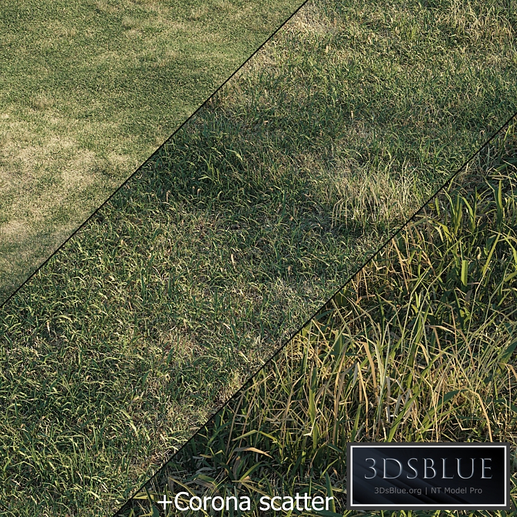 Spring meadow | grass