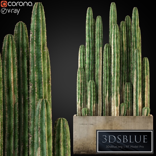 Plants collection 260