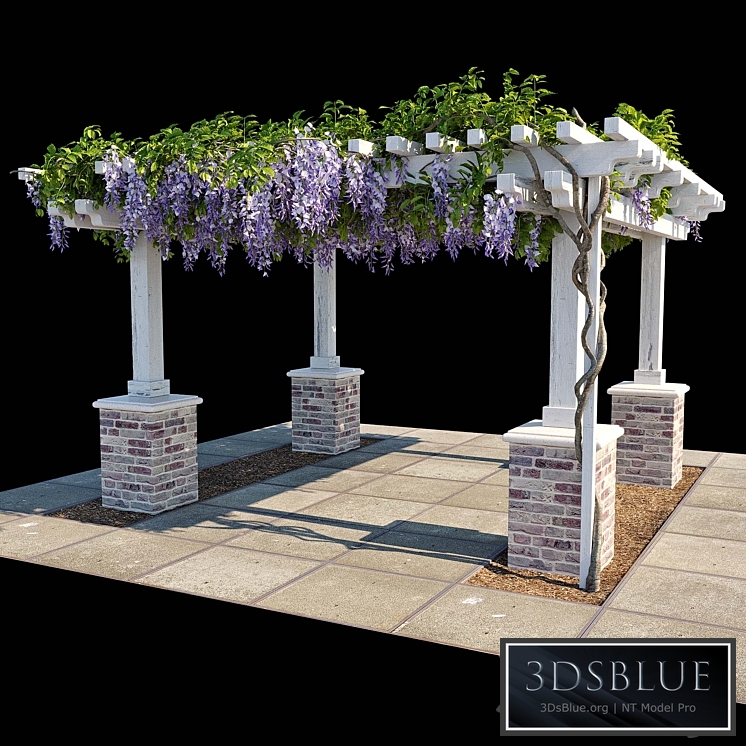 Pergola with Wisteria (Pergola with Wisteria)
