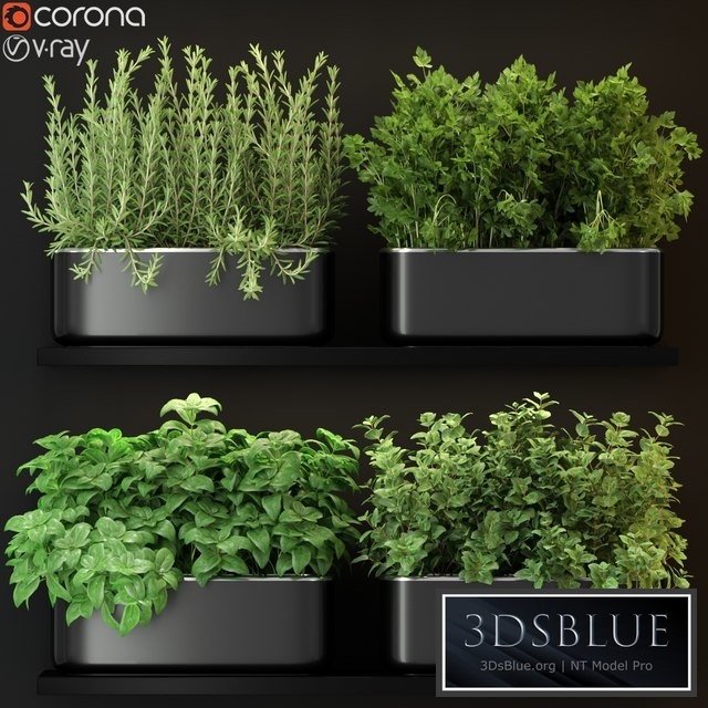 Plants collection 262