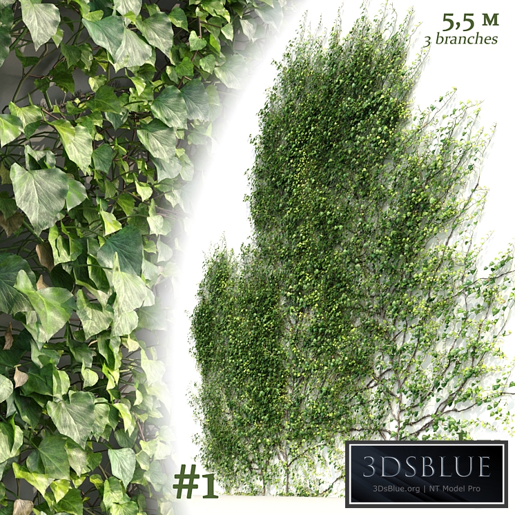 Ivy / Hedera Helix #1