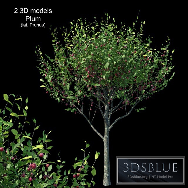 Plum