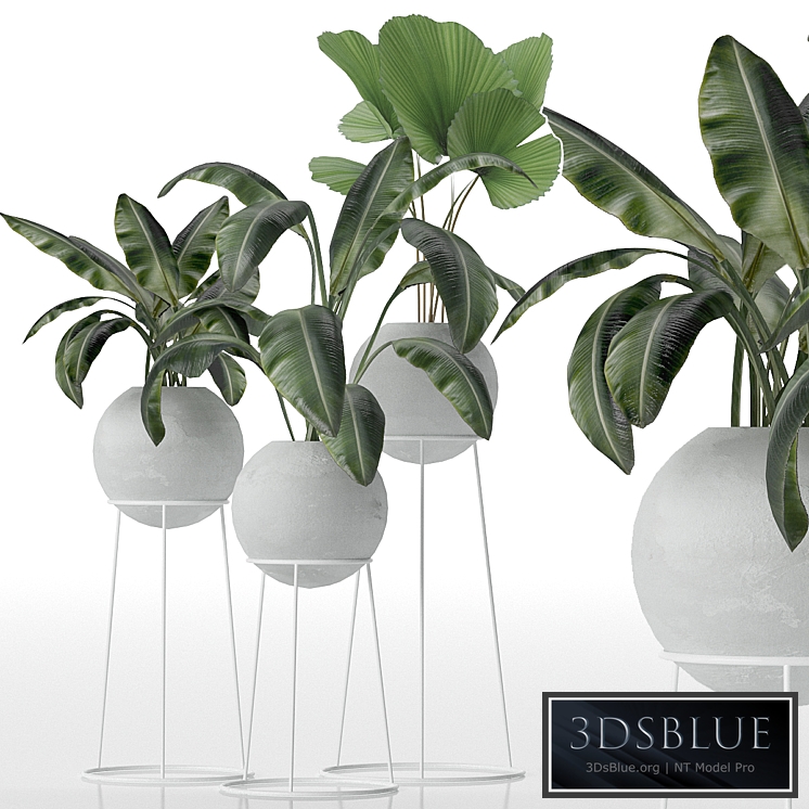 Decorative set of plants