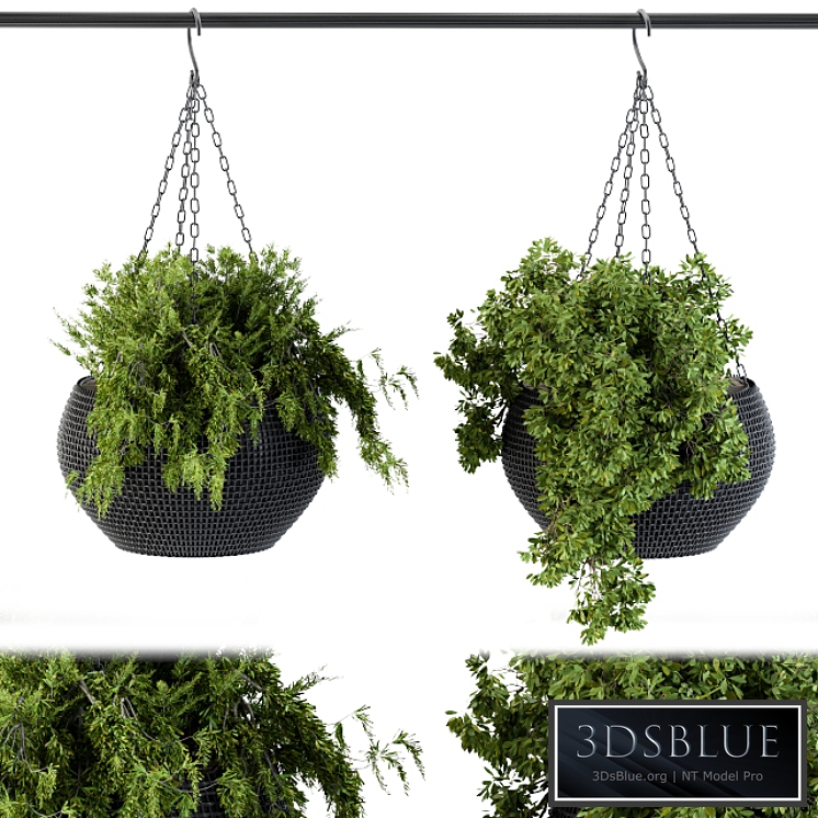Hanging plant in black pot