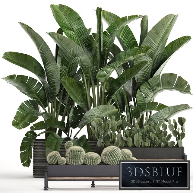 Plant Collection 458. Cactus, palm tree, strelitzia, thickets, bushes, prickly pear, banana, round cactus, Barrel cactus, jungle, Prickly pear