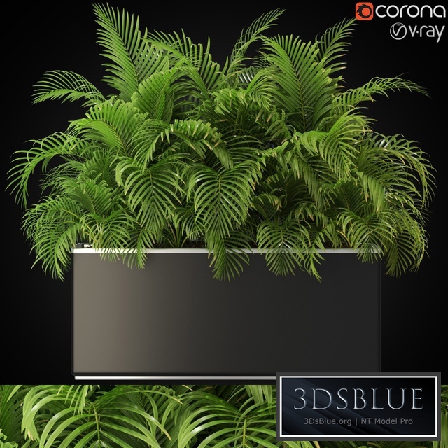 Plants collection 267