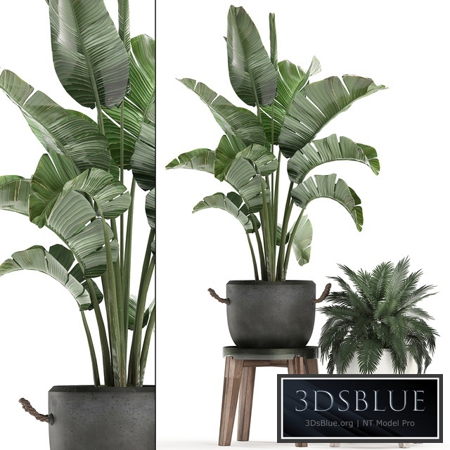 Plant Collection Potted banana palm 459. Indoor banana, ravenala, palm tree, stand, pot, flowerpot, strelitzia, flower stand, pot, interior, bush, flowerpot
