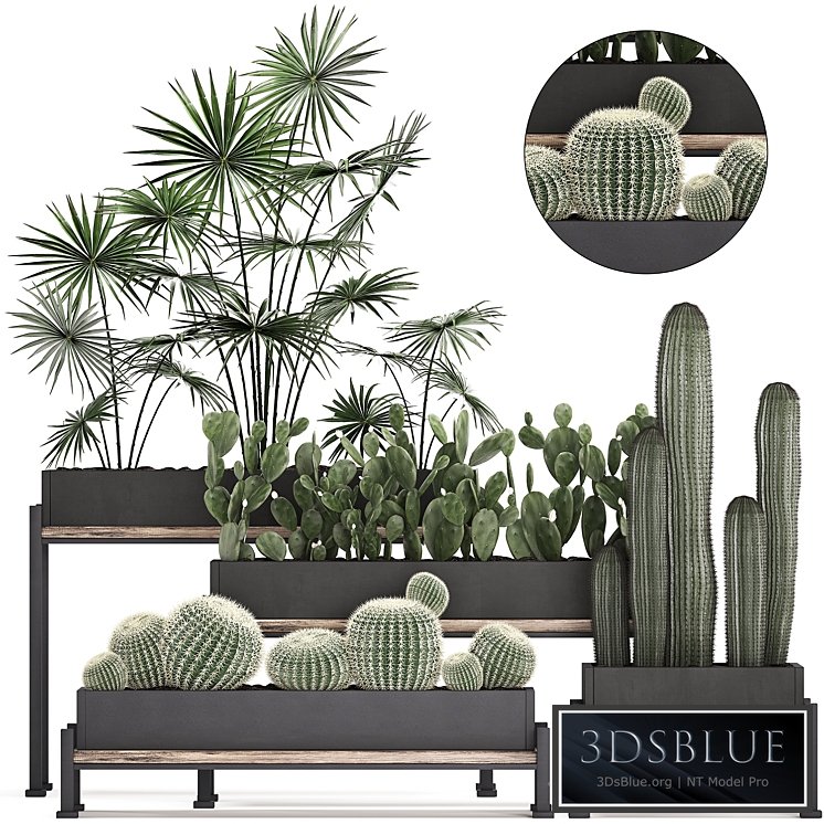 Plant Collection 462. fan palm, cactus, prickly pear, carnegia, Barrel cactus, round cactus, indoor plants, black flowerpot, loft, Prickly pear