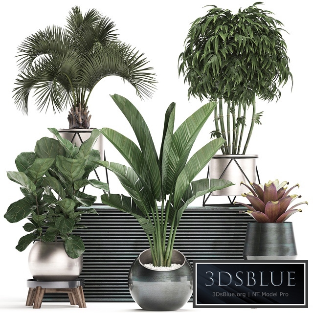 Plant Collection 463. Banana palm, Ficus lirata, rapis, banana, round flowerpot, luxury, bamboo, lux, strelitzia