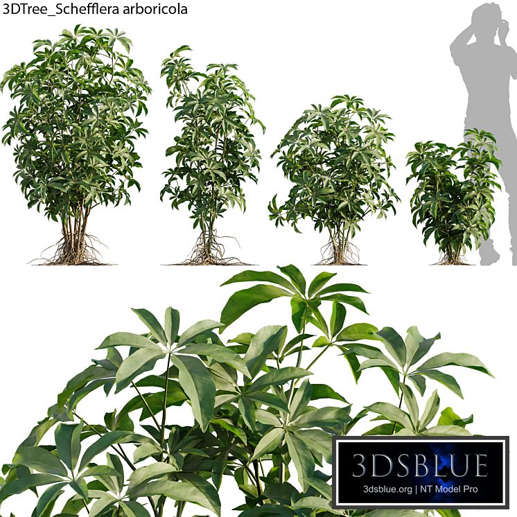 Schefflera arboricola 01
