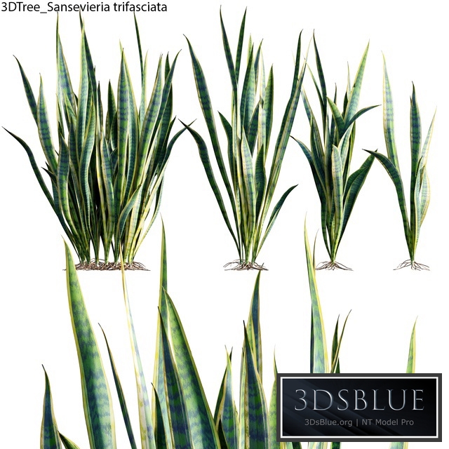 Sansevieria trifasciata 01