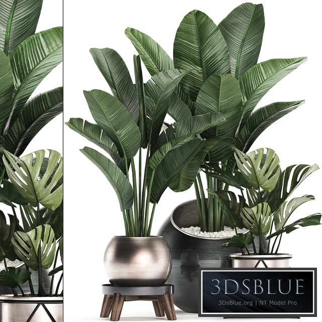 Collection of plants 465. Banana palm, monstera, banana, round flowerpot, luxury, strelitzia