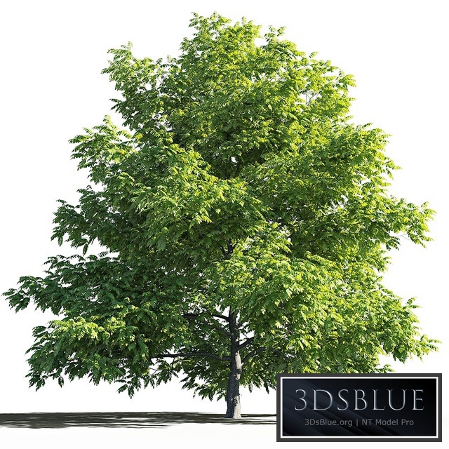 Manchurian Walnut (Juglans mandshurica)