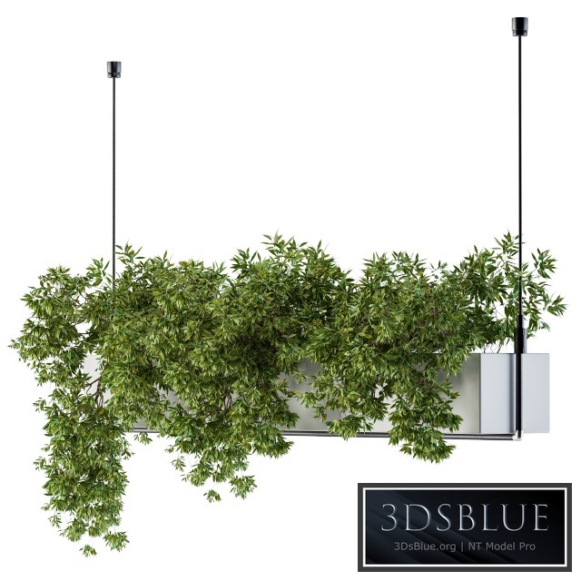 Hanging box plant