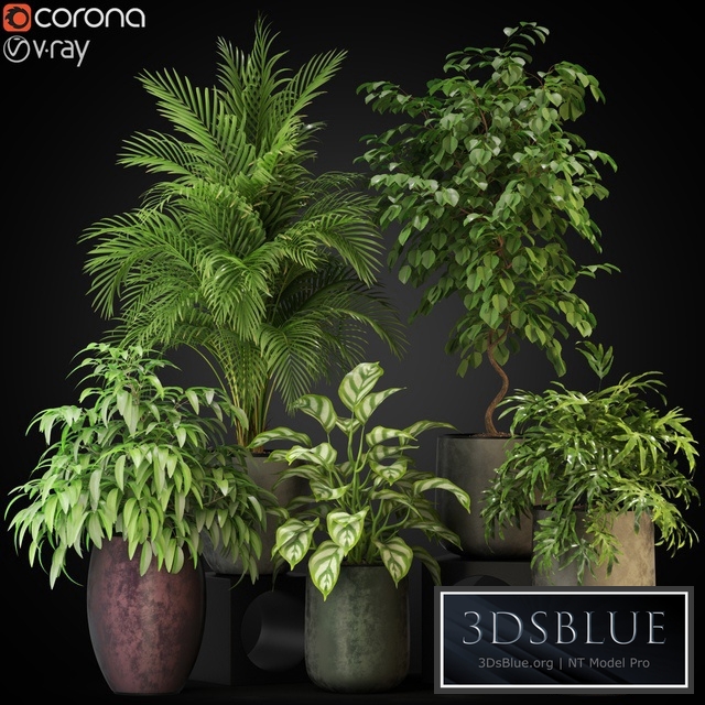 Plants collection 269