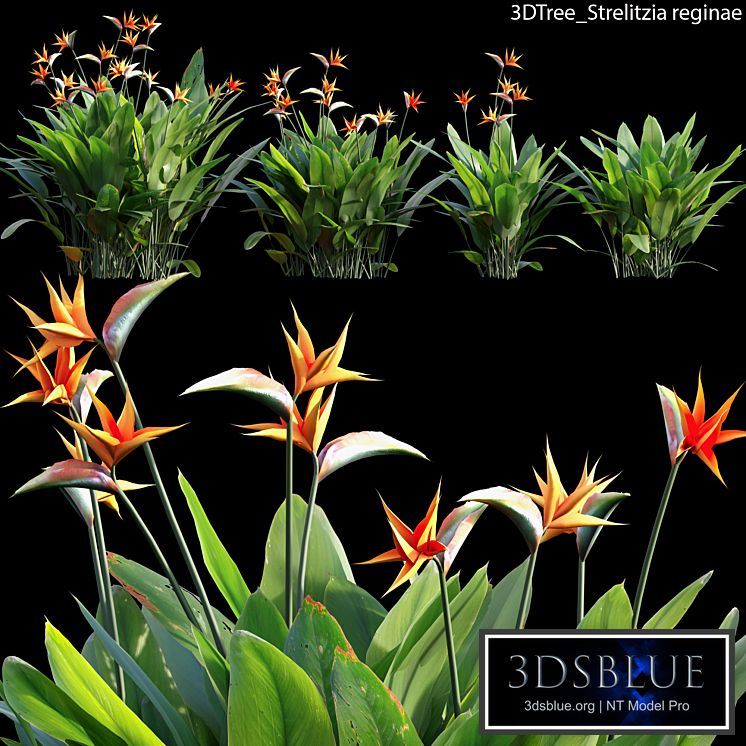 Strelitzia reginae 02
