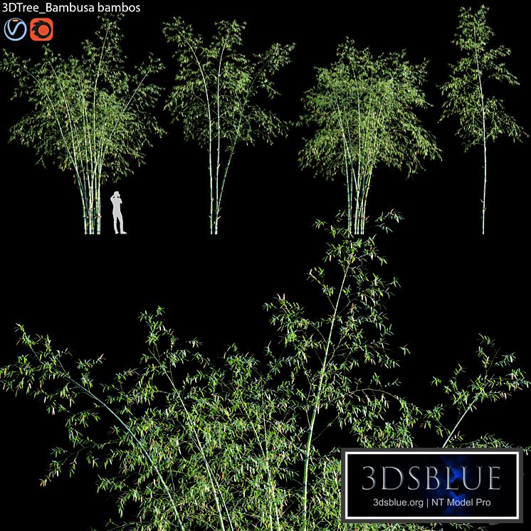 Bambusa bambos 01