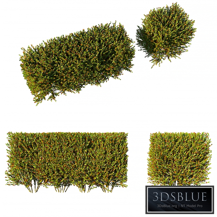 Photinia fraseri Little Red Robin hedge