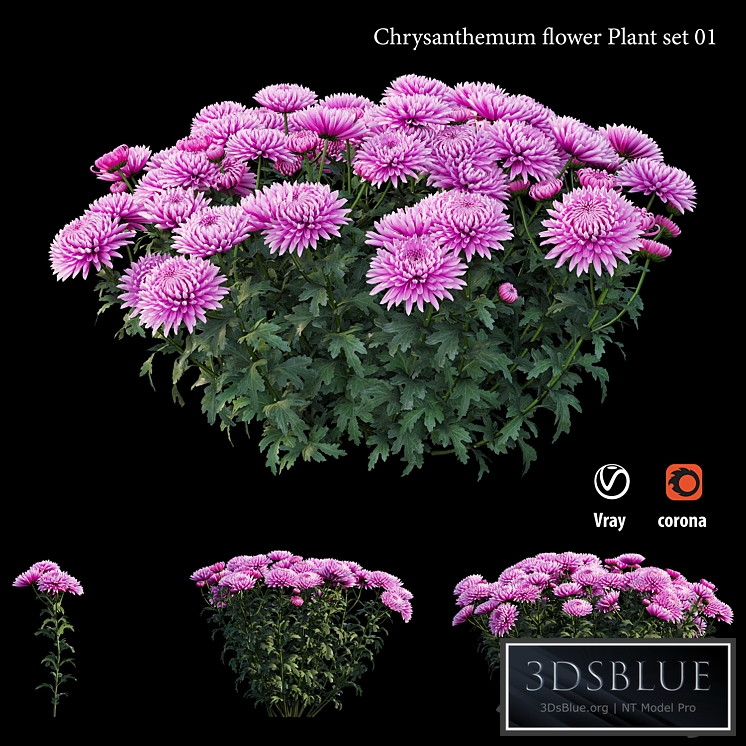 Chrysanthemum flower plant set 01