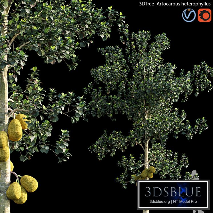 Artocarpus heterophyllus 01