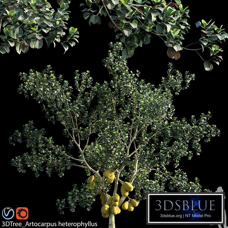 Artocarpus heterophyllus 02