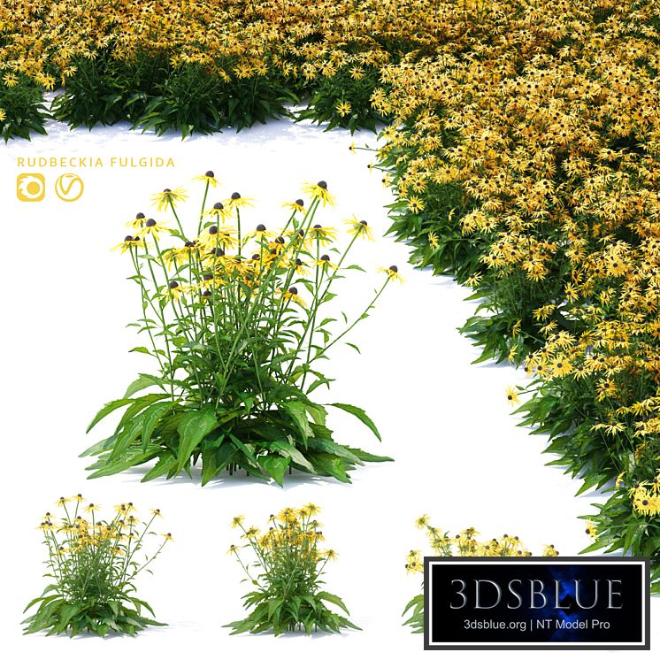 Rudbeckia brilliant flowers | Rudbeckia fulgida